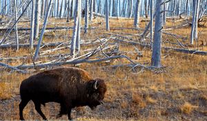 Preview wallpaper bison, forest, grass, walk