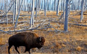 Preview wallpaper bison, forest, grass, walk