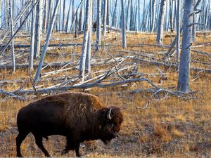 Preview wallpaper bison, forest, grass, walk