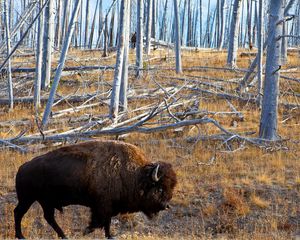 Preview wallpaper bison, forest, grass, walk