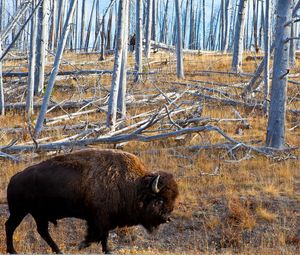 Preview wallpaper bison, forest, grass, walk