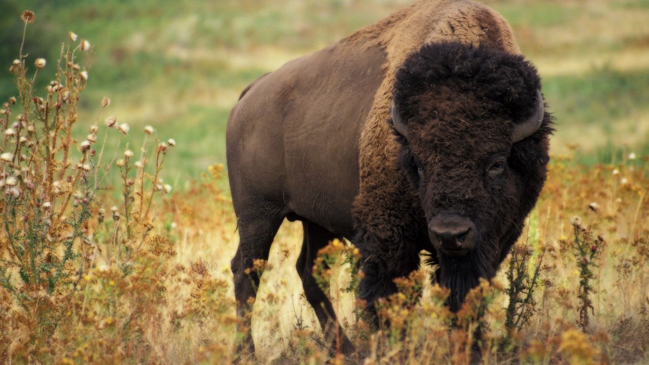 Wallpaper bison, grass, field, nature