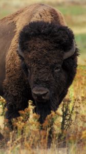 Preview wallpaper bison, grass, field, nature