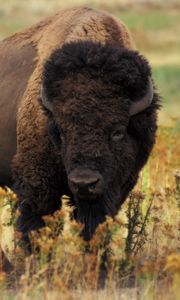 Preview wallpaper bison, grass, field, nature