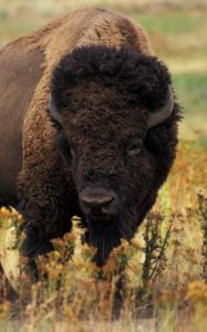 Preview wallpaper bison, grass, field, nature