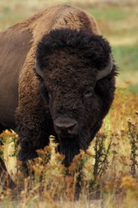 Preview wallpaper bison, grass, field, nature