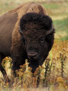 Preview wallpaper bison, grass, field, nature