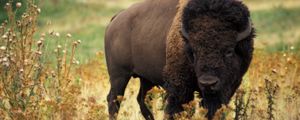 Preview wallpaper bison, grass, field, nature