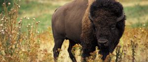 Preview wallpaper bison, grass, field, nature