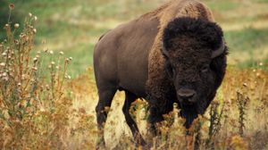 Preview wallpaper bison, grass, field, nature