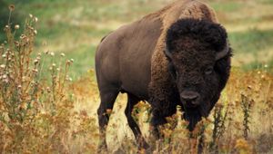 Preview wallpaper bison, grass, field, nature