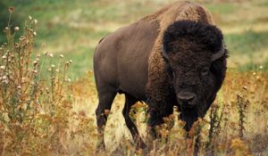 Preview wallpaper bison, grass, field, nature