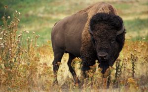 Preview wallpaper bison, grass, field, nature