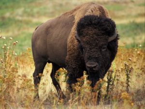 Preview wallpaper bison, grass, field, nature