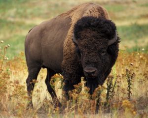 Preview wallpaper bison, grass, field, nature