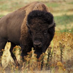 Preview wallpaper bison, grass, field, nature