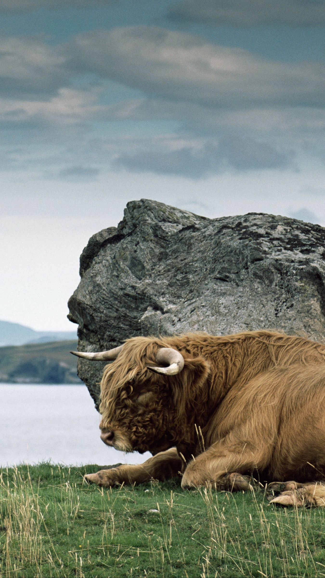 4555950 bison nature mountains animals double exposure  Rare Gallery  HD Wallpapers