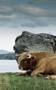 Preview wallpaper bison, horn, stone, nature