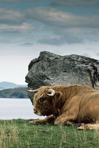 Preview wallpaper bison, horn, stone, nature