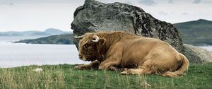 Preview wallpaper bison, horn, stone, nature