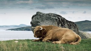 Preview wallpaper bison, horn, stone, nature