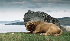 Preview wallpaper bison, horn, stone, nature