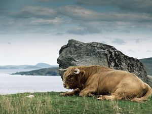 Preview wallpaper bison, horn, stone, nature