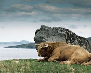 Preview wallpaper bison, horn, stone, nature