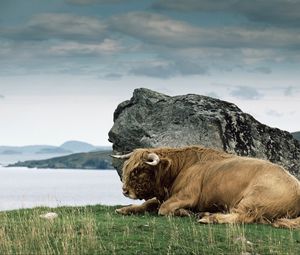 Preview wallpaper bison, horn, stone, nature