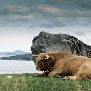 Preview wallpaper bison, horn, stone, nature