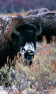 Preview wallpaper bison, horns, snow