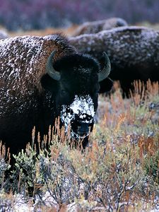 Preview wallpaper bison, horns, snow