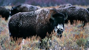 Preview wallpaper bison, horns, snow