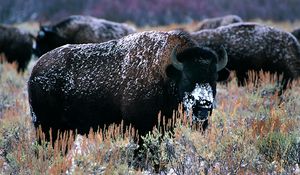 Preview wallpaper bison, horns, snow