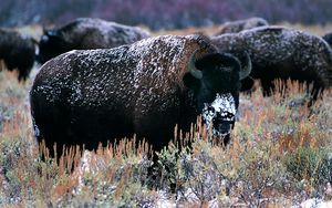 Preview wallpaper bison, horns, snow