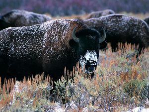 Preview wallpaper bison, horns, snow