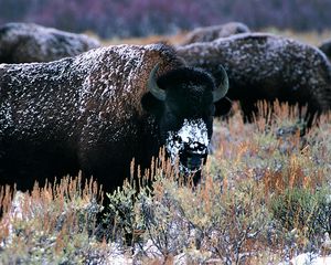 Preview wallpaper bison, horns, snow