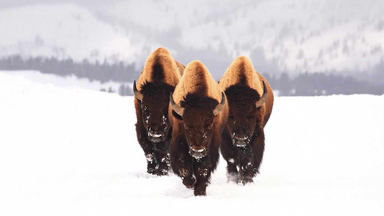 Wallpaper bison, snow, animals, winter, three