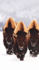 Preview wallpaper bison, snow, animals, winter, three