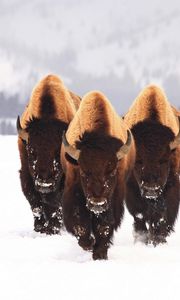 Preview wallpaper bison, snow, animals, winter, three