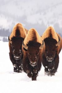 Preview wallpaper bison, snow, animals, winter, three