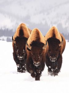 Preview wallpaper bison, snow, animals, winter, three