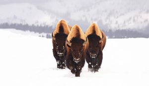 Preview wallpaper bison, snow, animals, winter, three