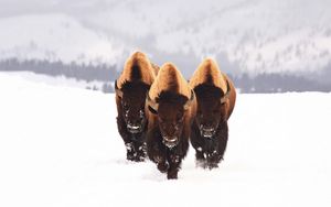 Preview wallpaper bison, snow, animals, winter, three