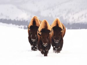 Preview wallpaper bison, snow, animals, winter, three