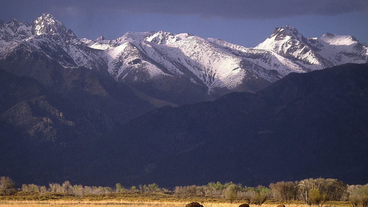 Wallpaper bisons, mountains, pasture, field