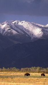 Preview wallpaper bisons, mountains, pasture, field