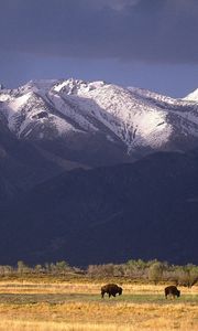 Preview wallpaper bisons, mountains, pasture, field