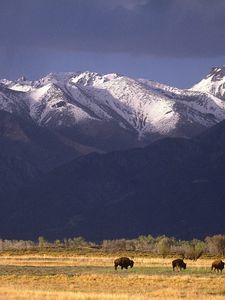 Preview wallpaper bisons, mountains, pasture, field