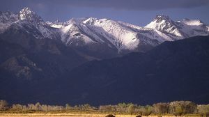 Preview wallpaper bisons, mountains, pasture, field